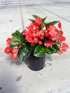 Begonia gallon